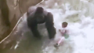 아이 구하려 희귀 고릴라 사살&hellip;과잉대응 논란