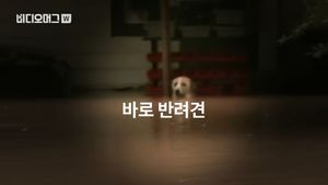 [비디오머그] 홍수로 잠긴 마을&hellip;묶여있던 반려견 극적 구조