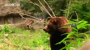 [비디오머그] 곰에게 생선을&hellip;美 곰보다 사람들이 더 신난 '곰데이'