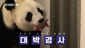 [비디오머그] 120kg 자이언트 판다의 새끼 몸무게는?&hellip;벨기에, 판다 '하오하오' 출산