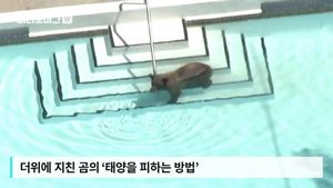 [비디오머그] 더위에 지친 곰의 '수영장 습격사건'