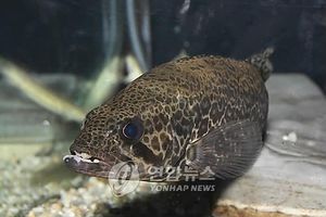 '민물고기 제왕' 쏘가리 금어기&hellip;남한강 유역 불법포획 단속