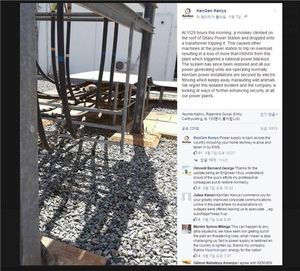 원숭이 한 마리 장난으로 케냐 전역 정전사태