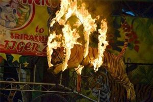 동물학대 논란 태국 '동물쇼' 사라질까&hellip;당국 대대적 수색