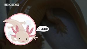 [비디오머그] 아가미 6개&middot;다리 4개 '내가 누군지 아니?'&hellip;中서 멸종위기 '우파루파' 발견