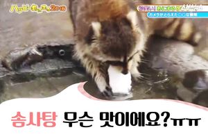 솜사탕까지&hellip;뭐든지 '물에 씻는' 라쿤, 왜?
