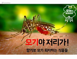 향기로 모기 퇴치하는 식물들