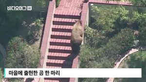 "태양을 피하고 싶어서&sim;" LA 주택가 '깜짝 방문' 흑곰