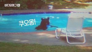 [비디오머그] '저기요, 저도 좀 낄게요&hellip;' 사람 있는 수영장에 들어와 피서 즐긴 흑곰