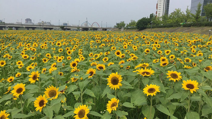 메인이미지  1 : 대전 도심을 흐르는 갑천 둔산대교 일원 둔치에 해바라기가 활짝 폈다. 대전시는 이곳 둔치 약 1만㎡에 고급종 해바라기 17만 그루를 심어 시민이 꽃과 함께 하천을 즐기며 자연을 느낄 수 있도록 꽃 단지를 조성했다.