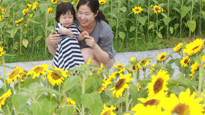 메인이미지  3 : 22일 오후 대전 유성구 갑천 둔산대교 인근 해바라기 단지에서 엄마 품에 안긴 한 아이가 해바라기를 향해 손짓하고 있다.