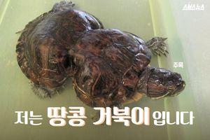 땅콩 거북이의 눈물 닦아준 '착한 아이디어'