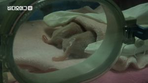 [비디오머그] 올해 첫 쌍둥이 판다 태어났다&hellip;관람객 '바글'