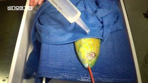 [비디오머그] 애완 물고기에 인공눈 선물한 주인&hellip;특별한 수술