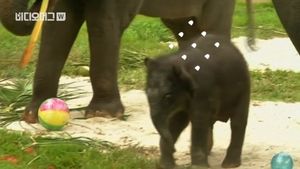 [비디오머그] 태어나자마자 149kg&hellip;새끼 아시아 코끼리 '첫 공개'