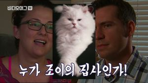[비디오머그] '고양이의 주인은 누구인가'&hellip;美 고양이 소유권 분쟁