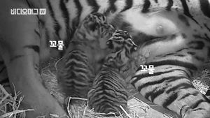 [비디오머그] 태어나면서부터 줄무늬&hellip;英, 멸종 위기 수마트라 호랑이 출산 영상 공개