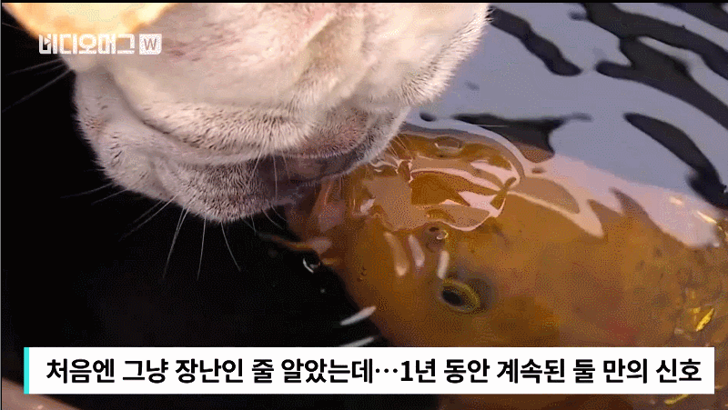 'chu&sim;' 불도그와 잉어의 남다른 교감 화제