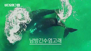 [비디오머그] 아르헨티나 해안에 나타난 멸종위기종 '남방긴수염고래'