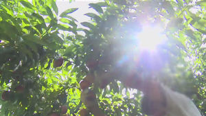 [취재파일] 2050년대, 폭염 사망자 한 해 최고 250명