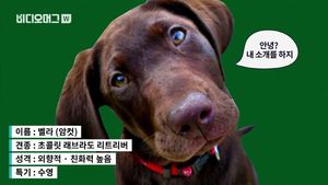 [비디오머그] 시한부 개와 함께한 14개월&hellip;암 진단 후 여행 떠난 개 '화제'