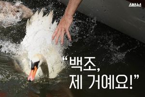 "백조, 제 거예요!"