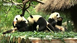 [비디오머그] 죽순 먹방!&hellip;中, 어미젖 완전히 뗀 판다 세쌍둥이 공개