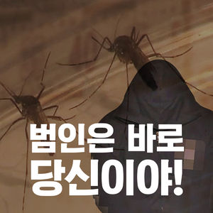 [카드뉴스] 도난 차량에서 잡은 '모기'로 범인을 밝히다