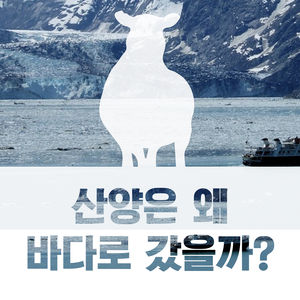 [카드뉴스] "미안해" 관광객을 숙연케 한 산양의 죽음