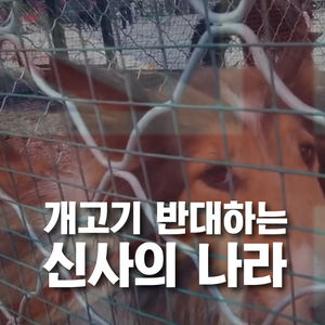 [카드뉴스] "잔인한 한국!" 영국인 10만 명이 분노한 까닭
