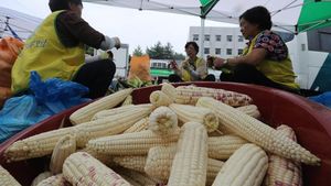 '최고 옥수수 맛보세요'&hellip;강원 홍천 찰옥수수축제 개막
