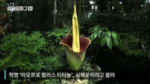 [비디오머그] 꽃향기 맡으니 썩은 내&hellip;77년 만에 핀 '시체꽃'