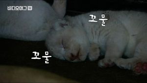 [비디오머그] 하얀 사자 삼둥이 '꼬물꼬물'&hellip;유전자 돌연변이 백사자 탄생