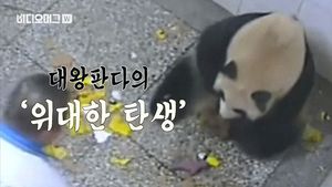 [비디오머그] 中, 대왕판다 쌍둥이 출산 당시 모습 공개 '생생'