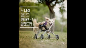 슈퍼맨이 된 강아지 알멘드라