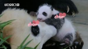 [비디오머그] "엄마밖에 몰라요"&hellip;中 상하이 한 달된 새끼 판다 공개