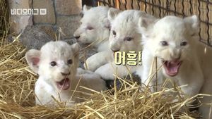 [비디오머그] 으르렁 으르렁대&sim; 우크라이나 새끼 백사자 공개