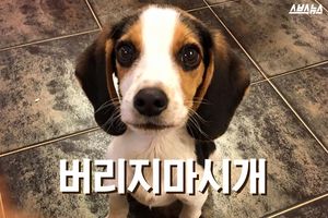 나를 버리지마시'개'