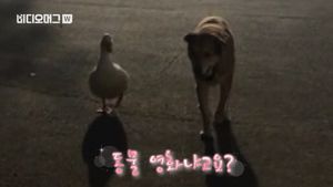 [비디오머그] '디즈니 영화의 한 장면'&hellip;항상 같이 다니는 개와 오리 '우정일까?'