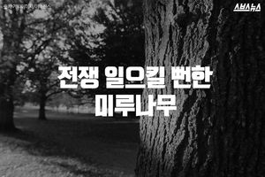 전쟁 일으킬 뻔한 나무&hellip;40년 전 '도끼 만행 사건'