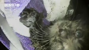 [비디오머그] 배수구에 끼인 아기 고양이 목숨 구한 배관공
