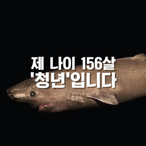 [카드뉴스] 긴 수명을 자랑하는 최장수 동물&hellip;알고보니 '상어'였다?