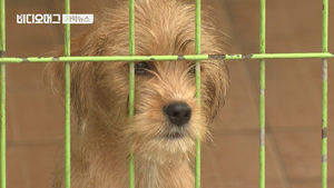 [비디오머그]피서지유기견