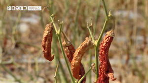 [자막뉴스]불중동