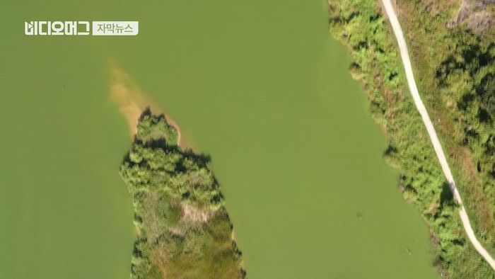 [자막뉴스]낙동강 녹조