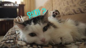 [비디오머그] '낳지 않아도 괜찮아'&hellip;새끼 원숭이 등에 태운 고양이