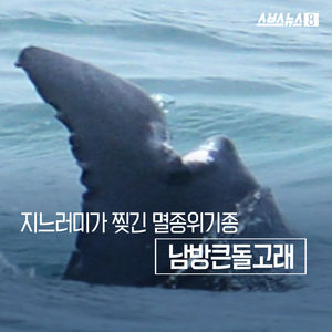 지느러미가 찢긴 돌고래의 SOS
