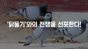 [리포트+] 닭둘기 vs 피존맘&hellip;끊임없는 '비둘기와의 전쟁'