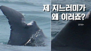 [人터뷰+] 제트스키 '부아앙'&hellip;지느러미 잘린 돌고래의 비명