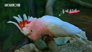 [비디오머그] 세상에서 가장 나이 많은 앵무새 83살 '쿠키'의 죽음